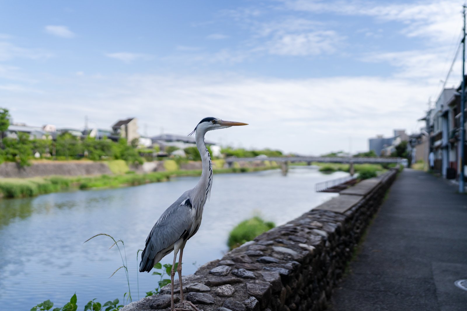 店の目の前を流れる鴨川